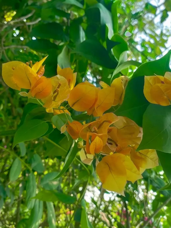 Bougainvillea_Plant