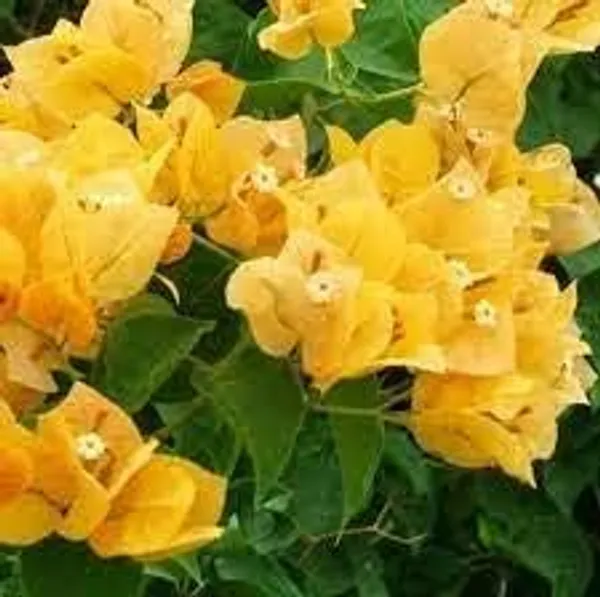 Bougainvillea_Plant