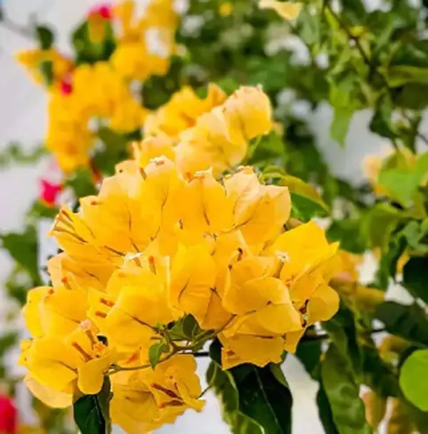 Bougainvillea_Plant