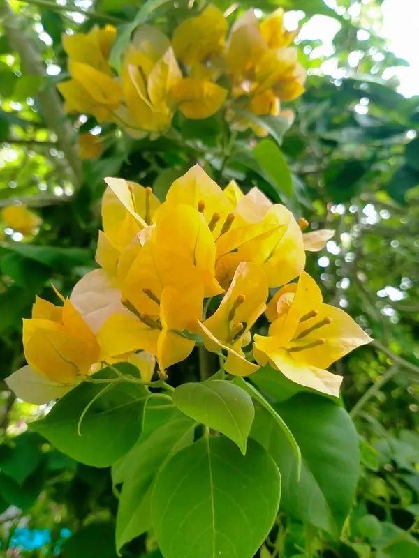 Bougainvillea_Plant