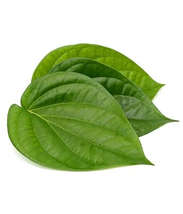 Betel_Leaf_Plant