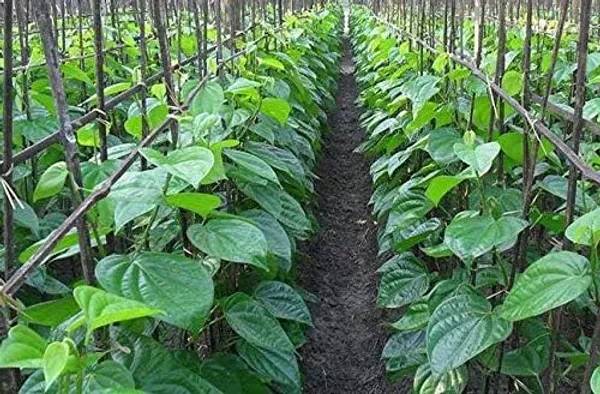 Betel_Leaf_Plant