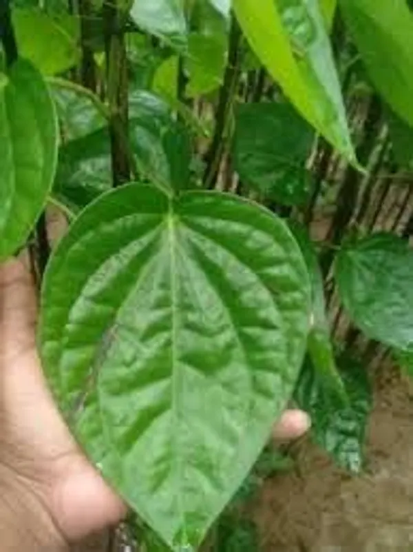 Betel_Leaf_Plant