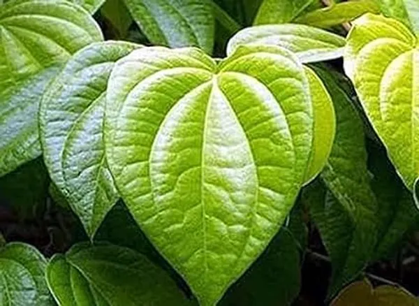 Betel_Leaf_Plant