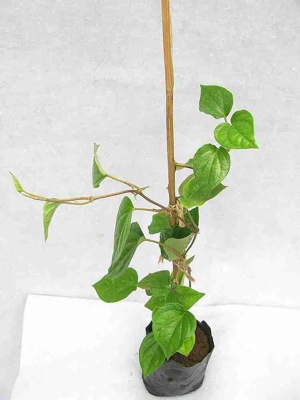 Betel_Leaf_Plant