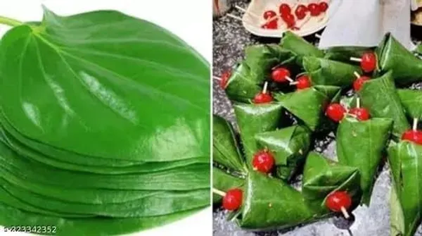 Betel_Leaf_Plant