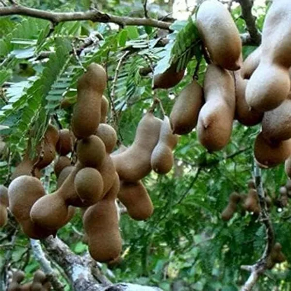 Tamarind_Plant