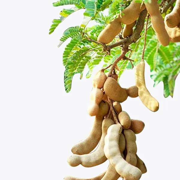 Tamarind_Plant