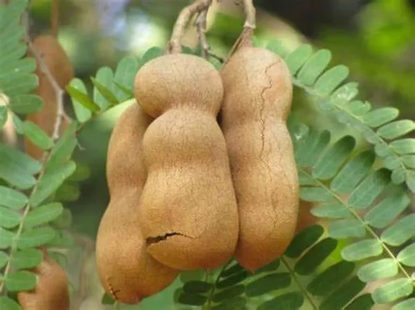 Tamarind_Plant