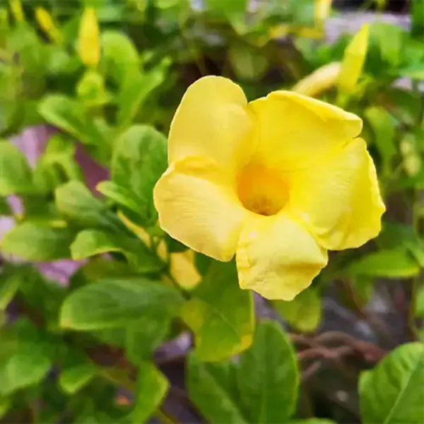 Allamanda_Plant