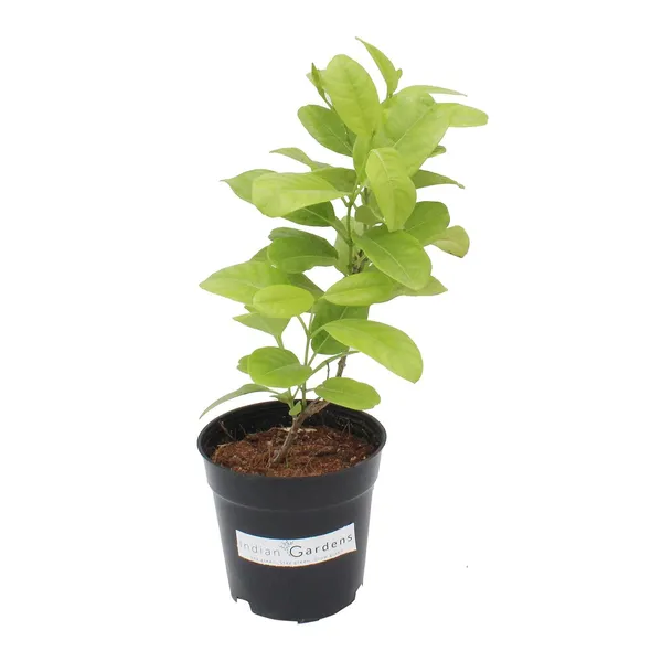 Allamanda_Plant