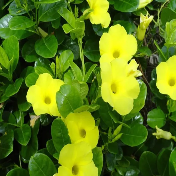 Allamanda_Plant