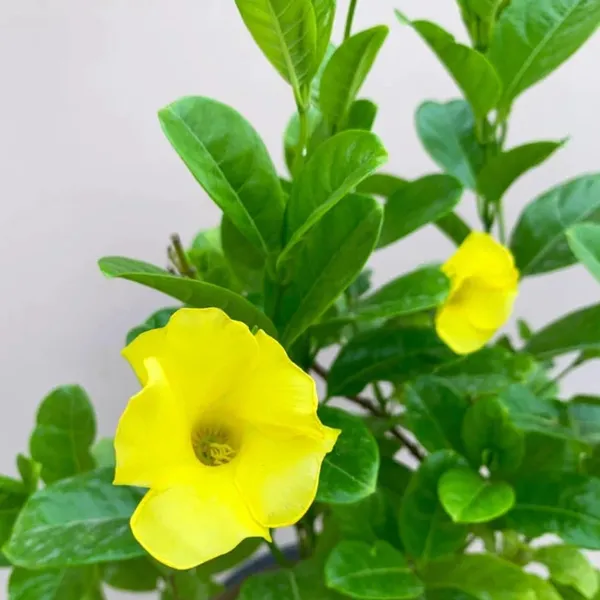 Allamanda_Plant