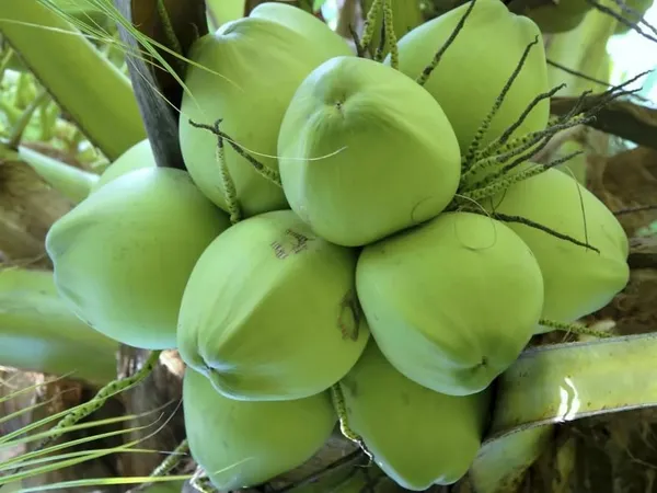Dwarf_Coconut_Tree_Plant
