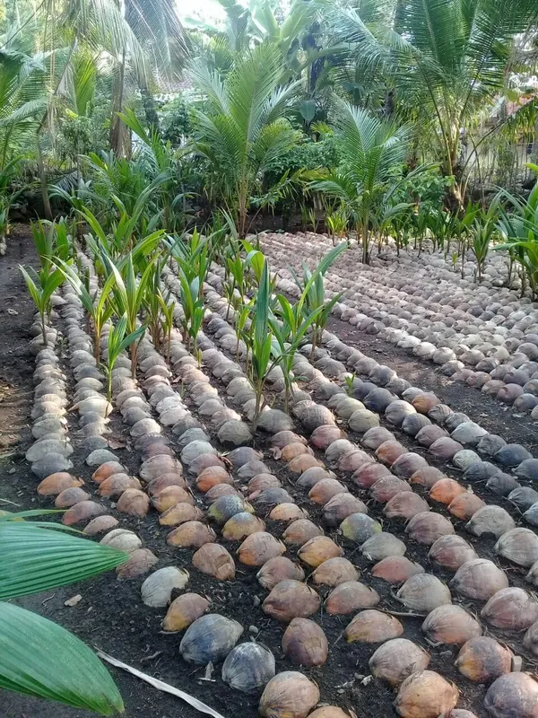 Dwarf_Coconut_Tree_Plant