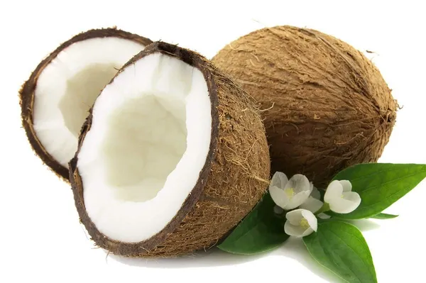 Dwarf_Coconut_Tree_Plant
