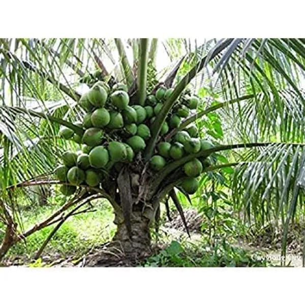 Dwarf_Coconut_Tree_Plant