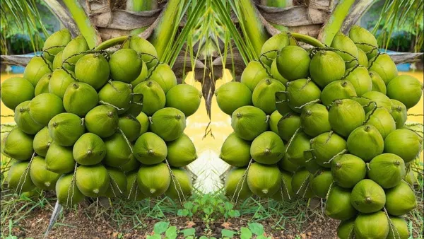 Dwarf_Coconut_Tree_Plant
