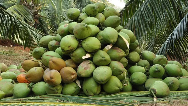 Dwarf_Coconut_Tree_Plant