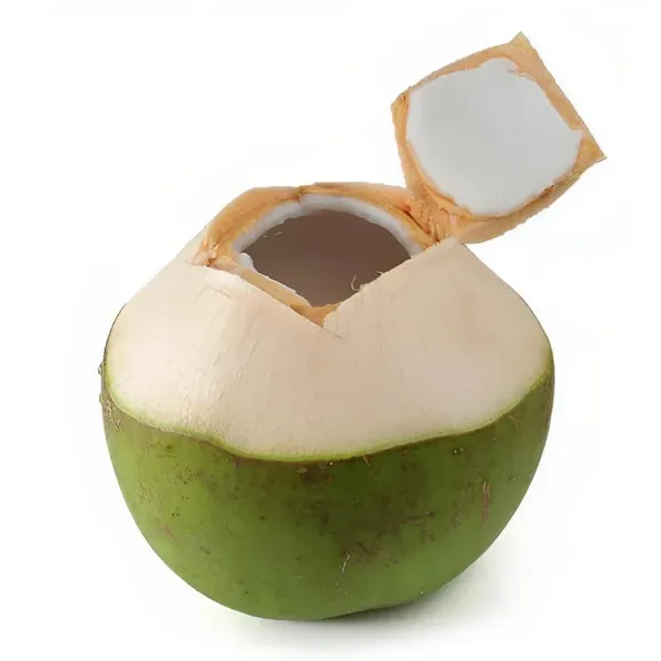 Dwarf_Coconut_Tree_Plant