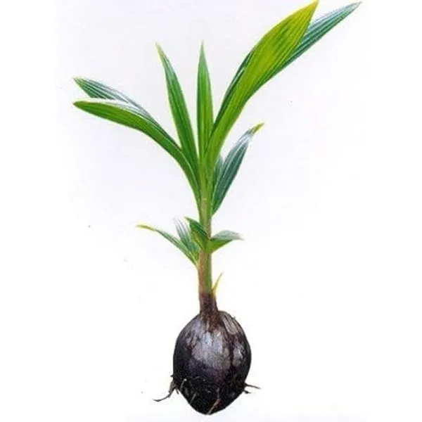 Dwarf_Coconut_Tree_Plant
