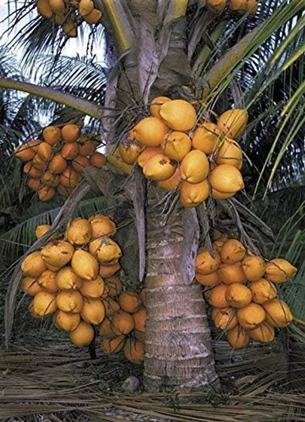 Dwarf_Coconut_Tree_Plant