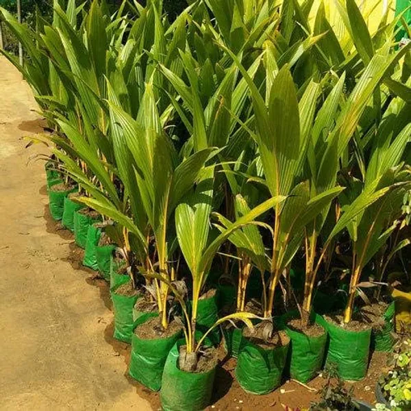 Dwarf_Coconut_Tree_Plant