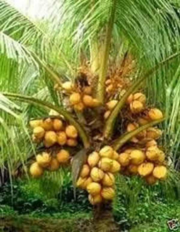 Dwarf_Coconut_Tree_Plant