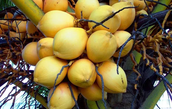 Dwarf_Coconut_Tree_Plant