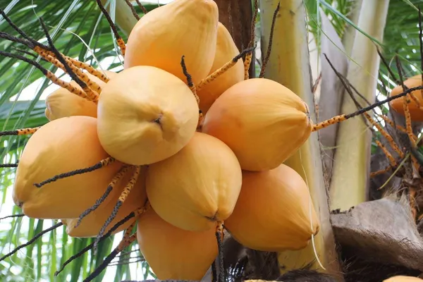 Dwarf_Coconut_Tree_Plant
