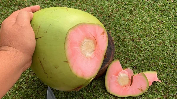 Dwarf_Coconut_Tree_Plant