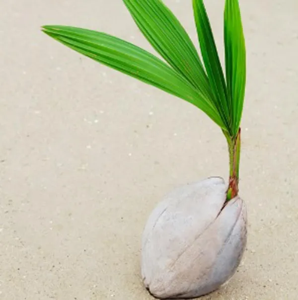 Dwarf_Coconut_Tree_Plant