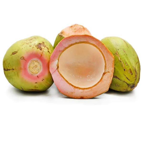 Dwarf_Coconut_Tree_Plant