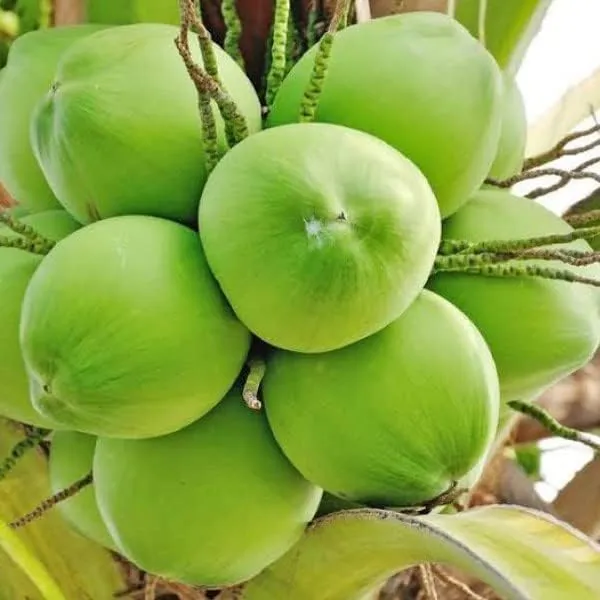 Dwarf_Coconut_Tree_Plant