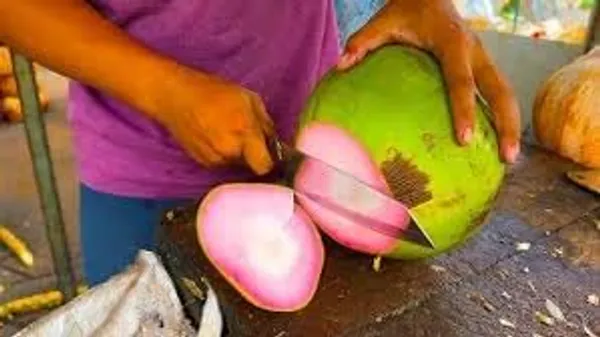 Dwarf_Coconut_Tree_Plant