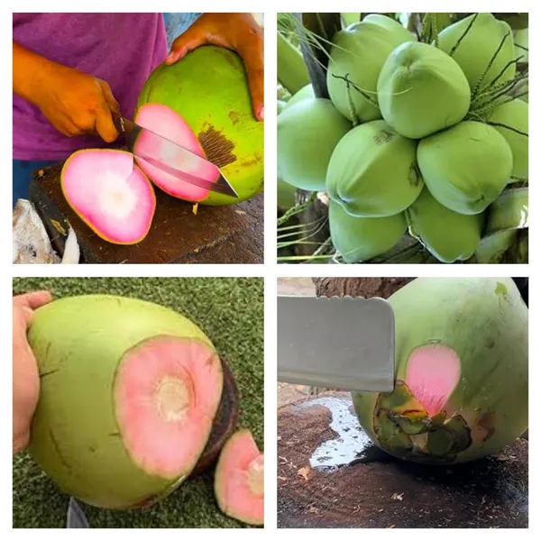 Dwarf_Coconut_Tree_Plant