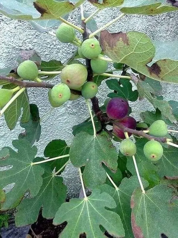 Turkish_Fig_Plant