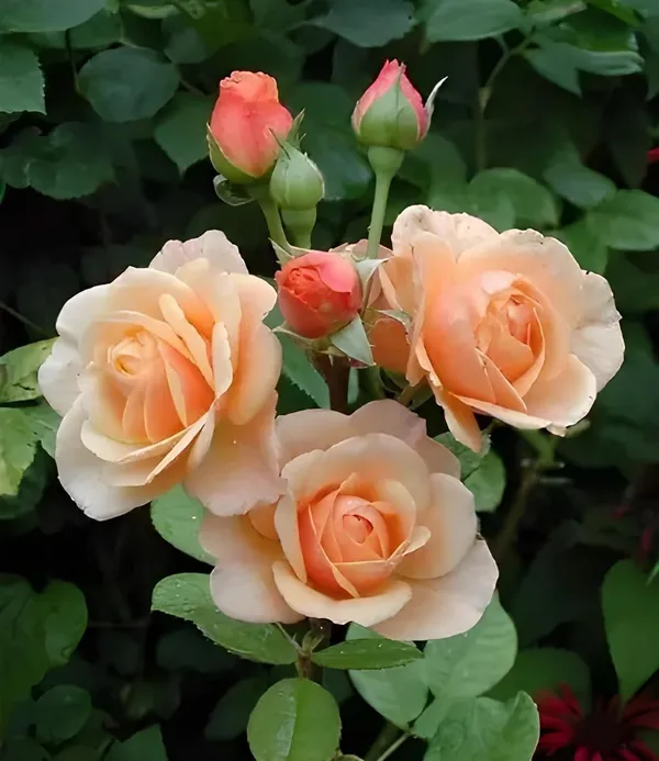 Climbing_Rose_Plant
