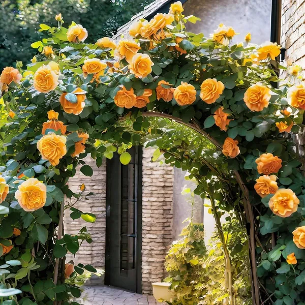 Climbing_Rose_Plant
