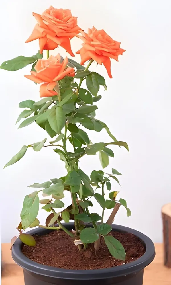 Climbing_Rose_Plant