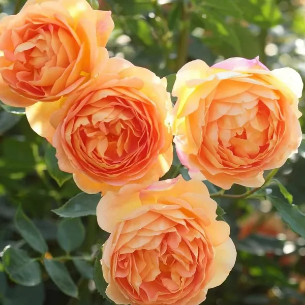 Climbing_Rose_Plant