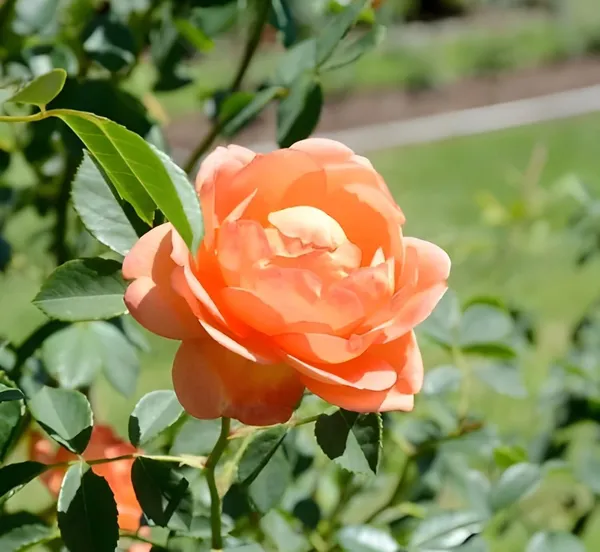 Climbing_Rose_Plant
