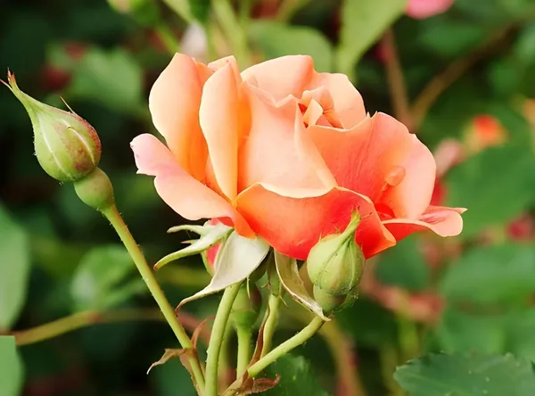 Climbing_Rose_Plant