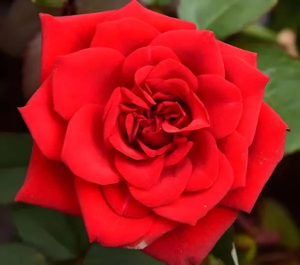 Climbing_Rose_Plant
