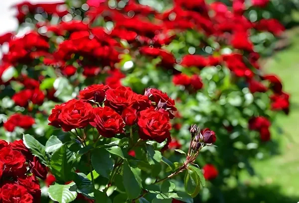 Climbing_Rose_Plant