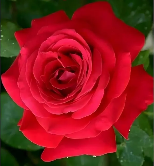 Climbing_Rose_Plant