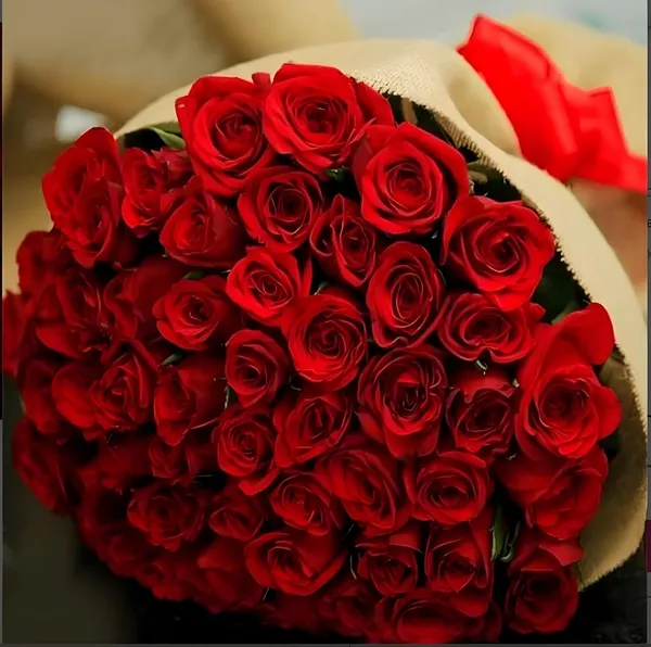 Climbing_Rose_Plant