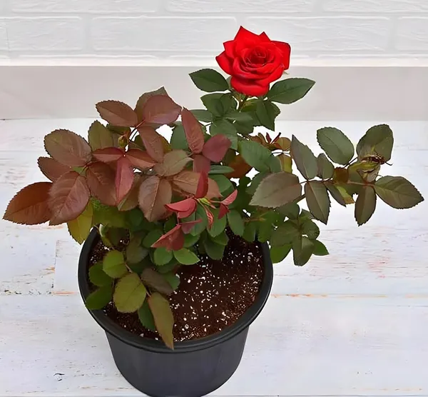 Climbing_Rose_Plant