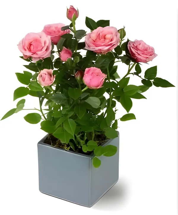 Climbing_Rose_Plant