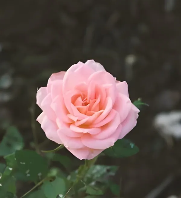 Climbing_Rose_Plant